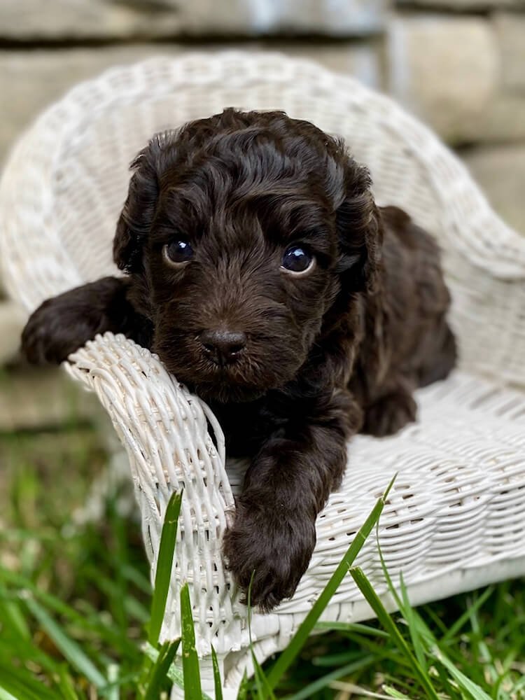 "Cadbury" Gold Boy (chocolate coat)