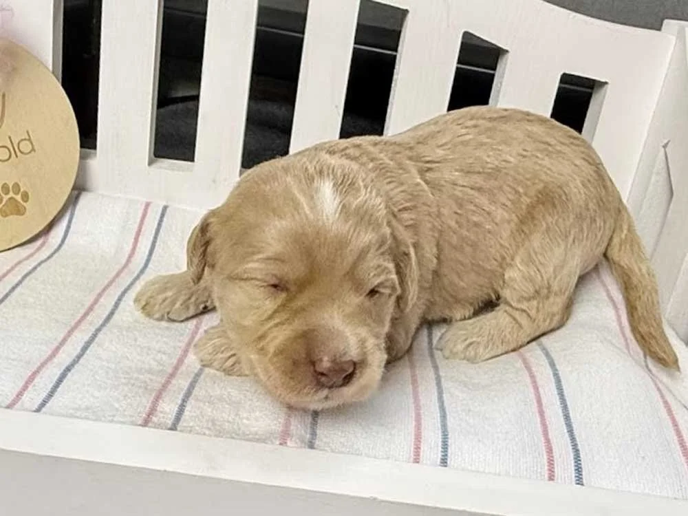 Azure "ZuZu" (caramel girl)