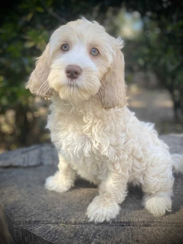 Blue Boy - Going to live with his forever family in Atlanta, GA