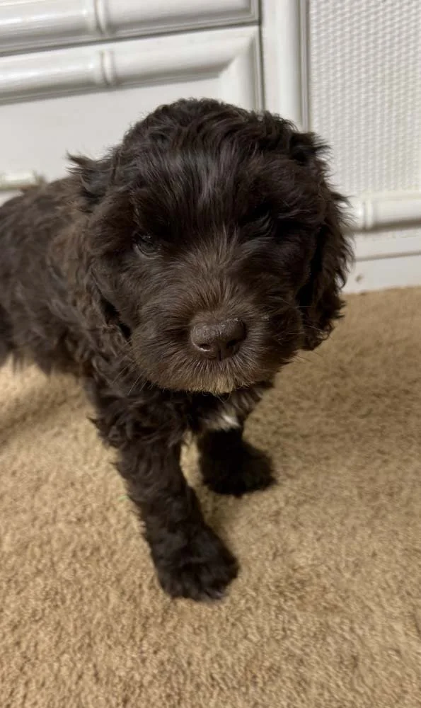 Cobalt "Coby" (chocolate boy - camo collar)