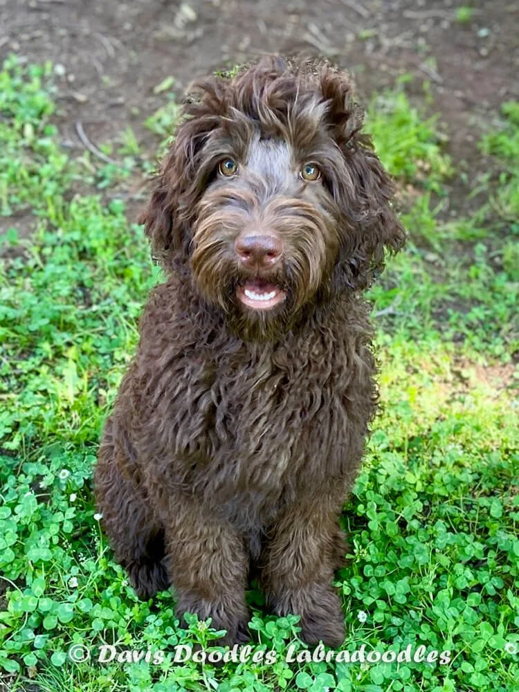 "Babs" (Pink Collar Girl) - Going to live with her forever family in Blairsville, GA