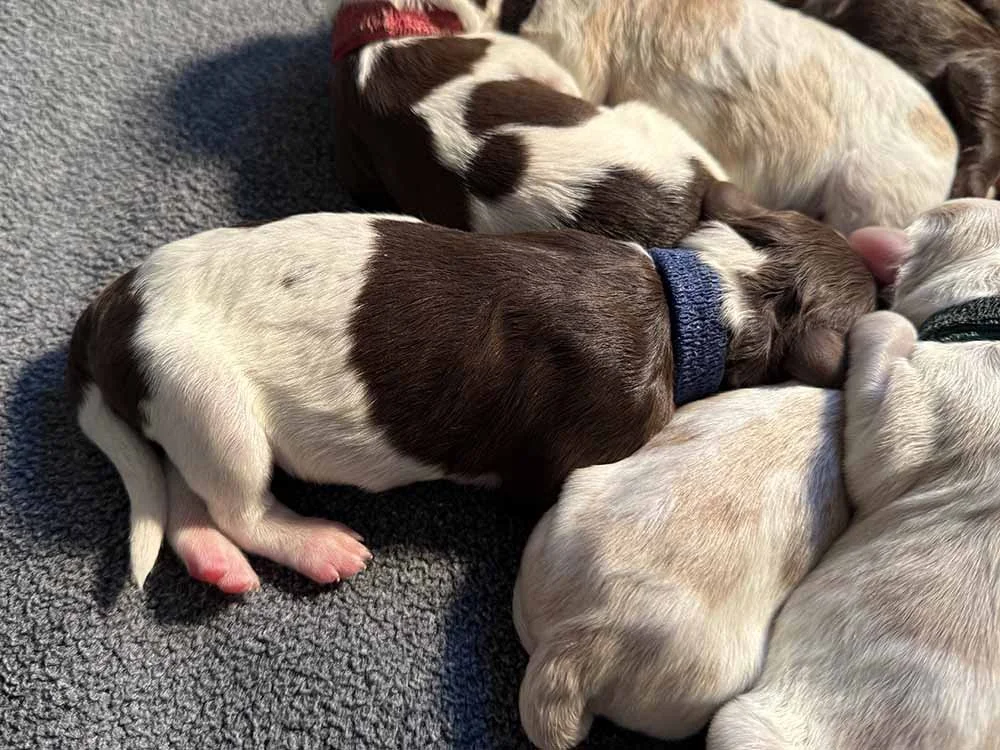 Blue Boy (chocolate & white parti)