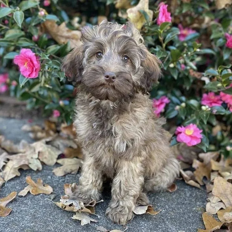 Colby, a mini Australian Labradoodle