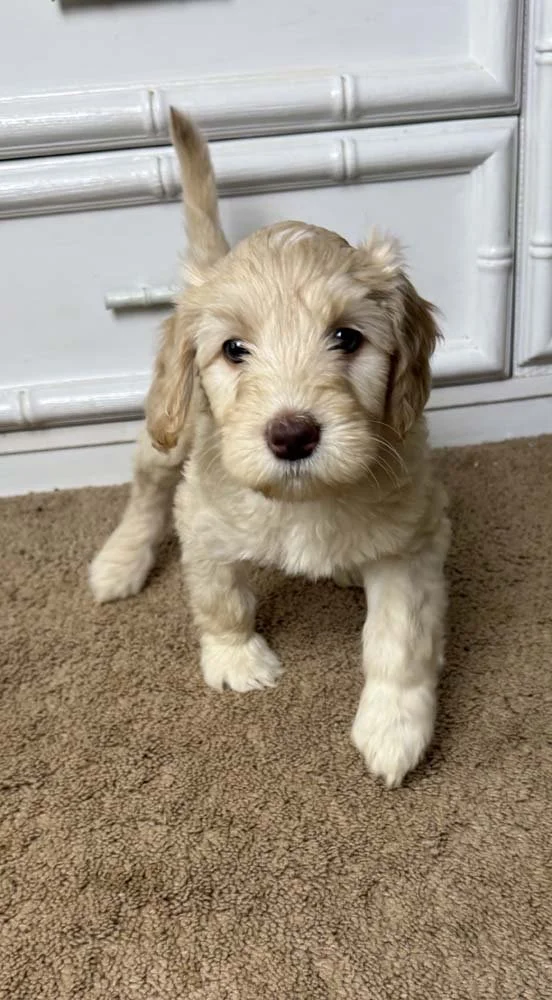 Lapis Lazuli "LaLa" (caramel girl - pink collar)