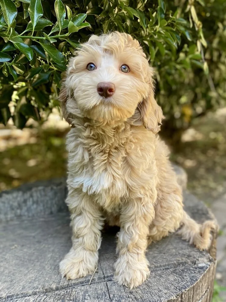 Available Australian Labradoodle Puppies