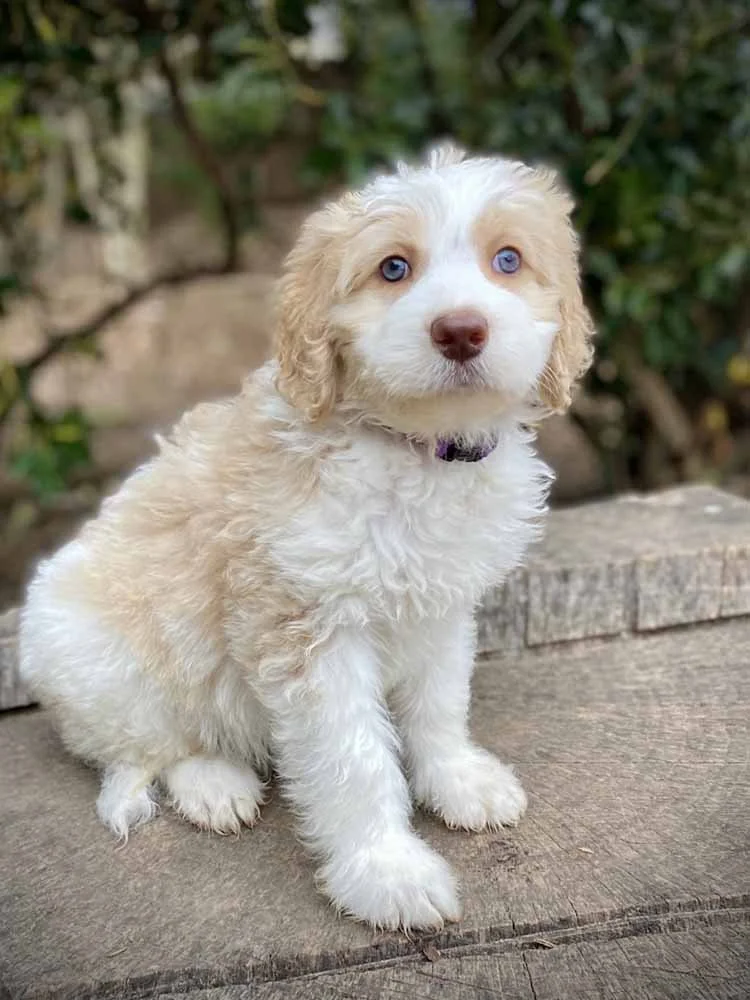 Daisy (Purple Girl) - going to live with her forever family in Roswell, GA