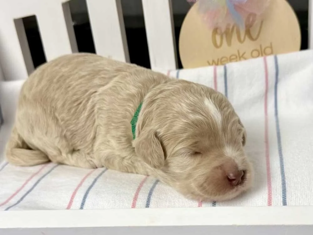 Cerulean "Leann" (caramel girl)