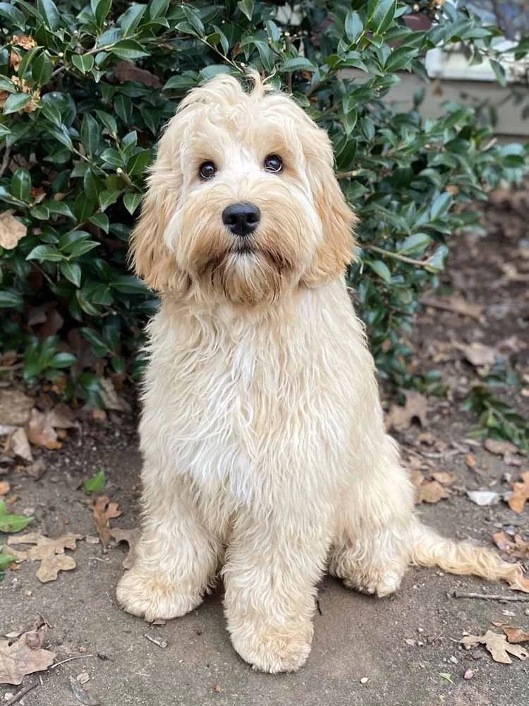 Australian Labradoodle Puppies