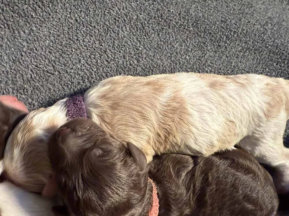 Purple Girl (caramel & white parti)