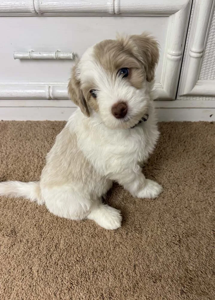 Celeste "Cece" (caramel and white parti girl - purple collar)