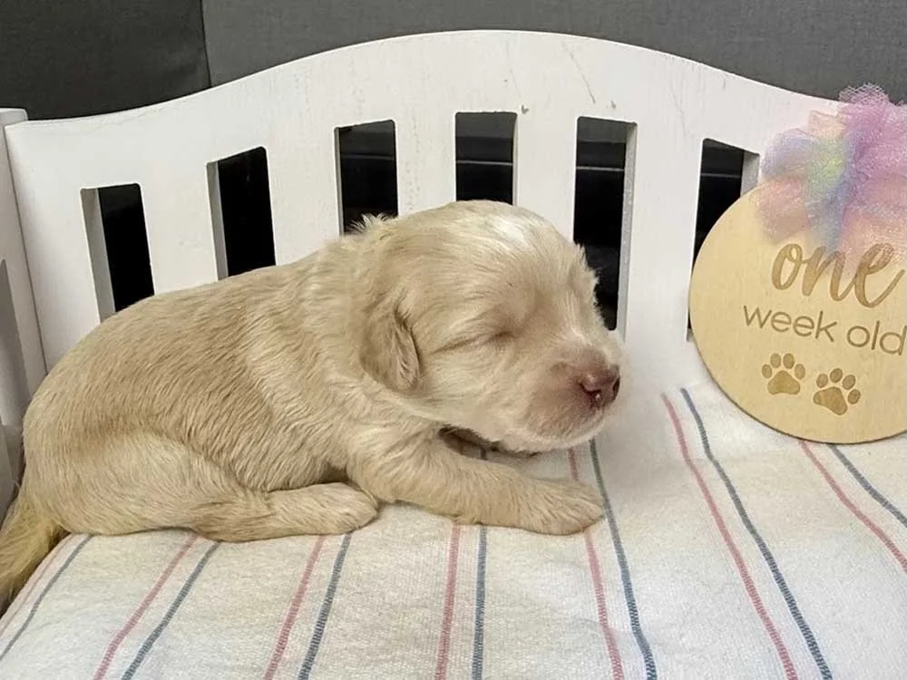 Aquamarine "Marnie" (caramel girl)