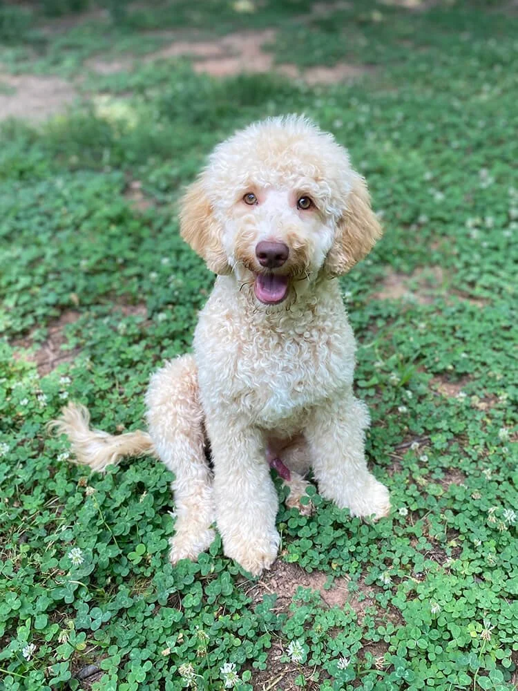 Ezra (Green Boy) - AVAILABLE