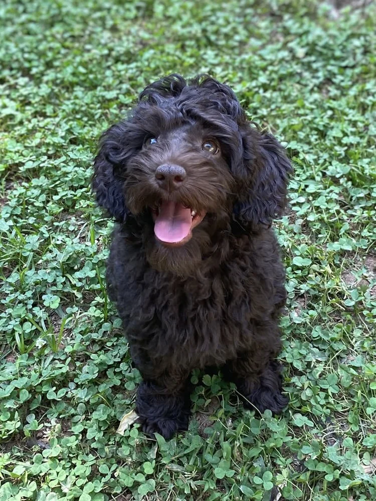 "Dove" Lime Girl (chocolate coat) - GUARDIAN - Living with her forever family in Woodstock, GA