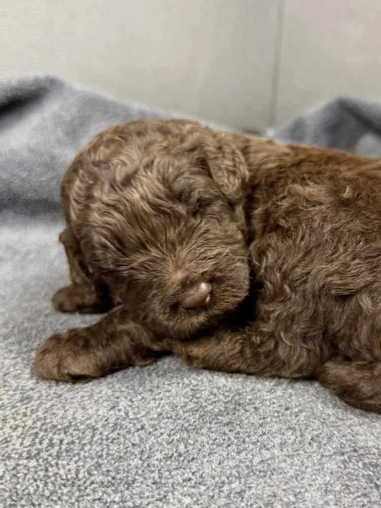 Gold Boy (chocolate)
