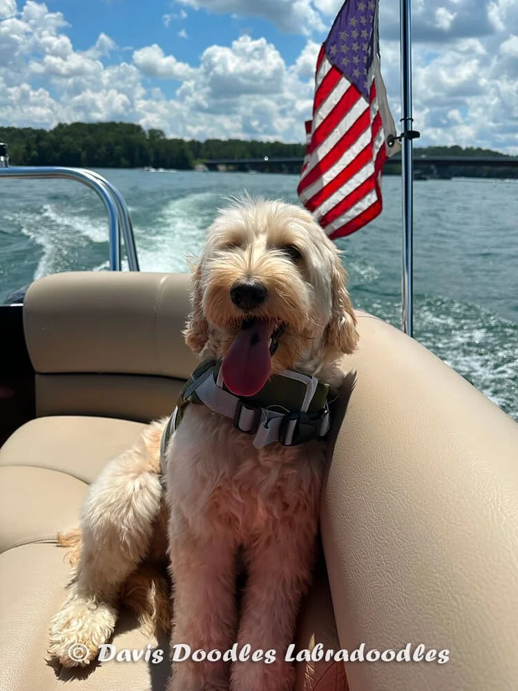 josie-labradoodle-onwater.jpg