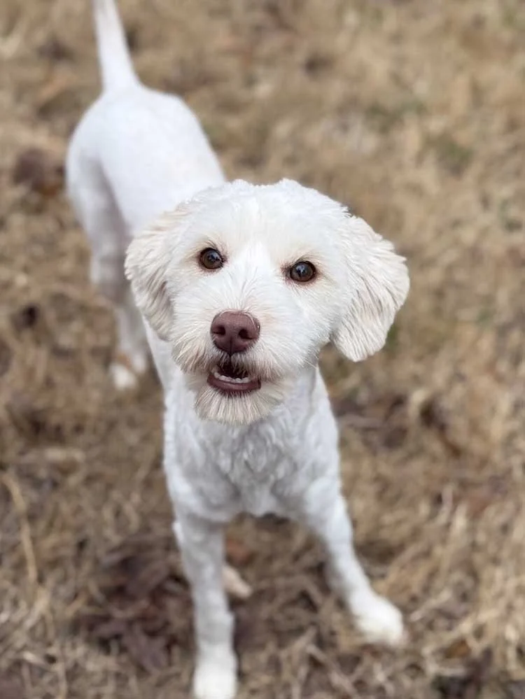 Flower, a miniature Australian Labradoodle