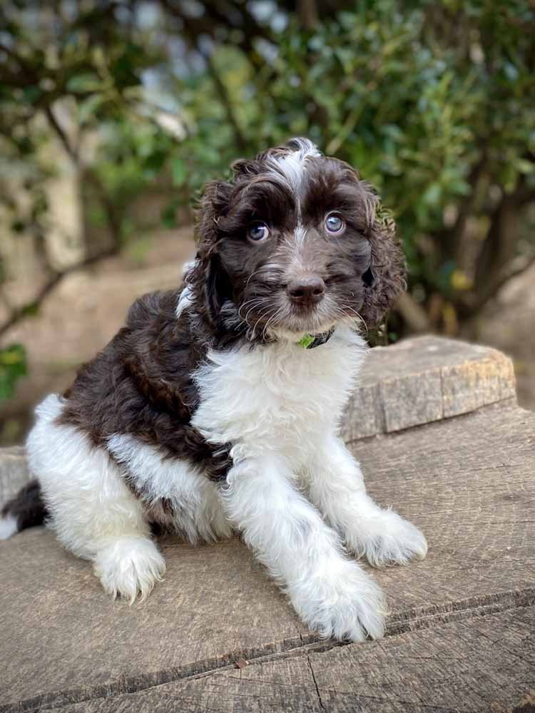 Aaliyah (Lime Girl) - Going to live with her forever family in Atlanta, GA