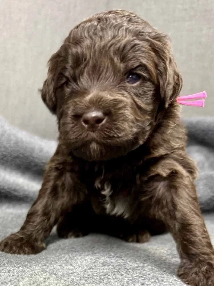 Pink Girl (chocolate)