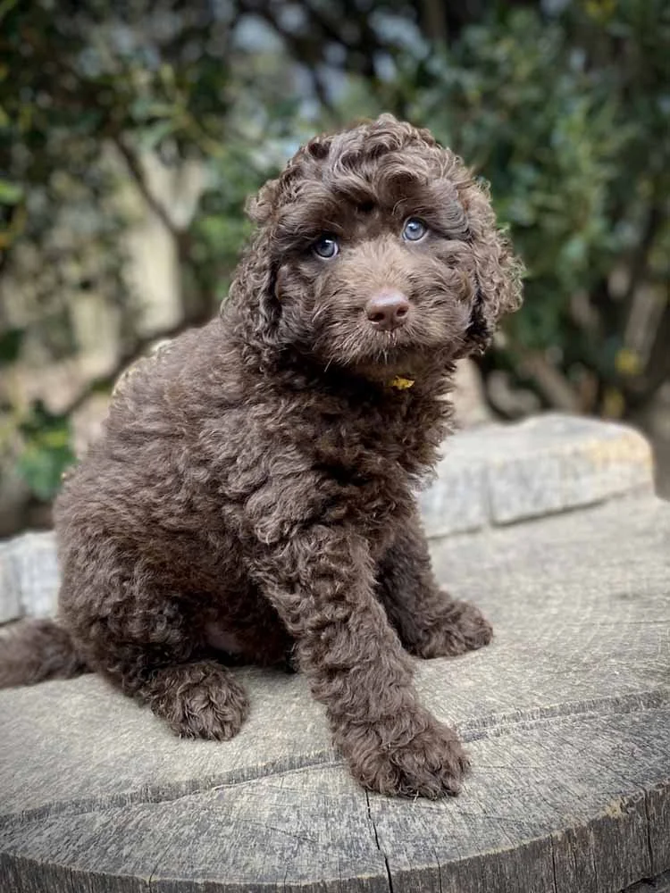 Kirby (Gold Boy) - going to live with his forever family in Suwanee, GA