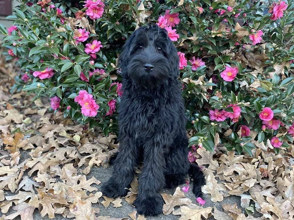 Duchess (pink girl) - AVAILABLE