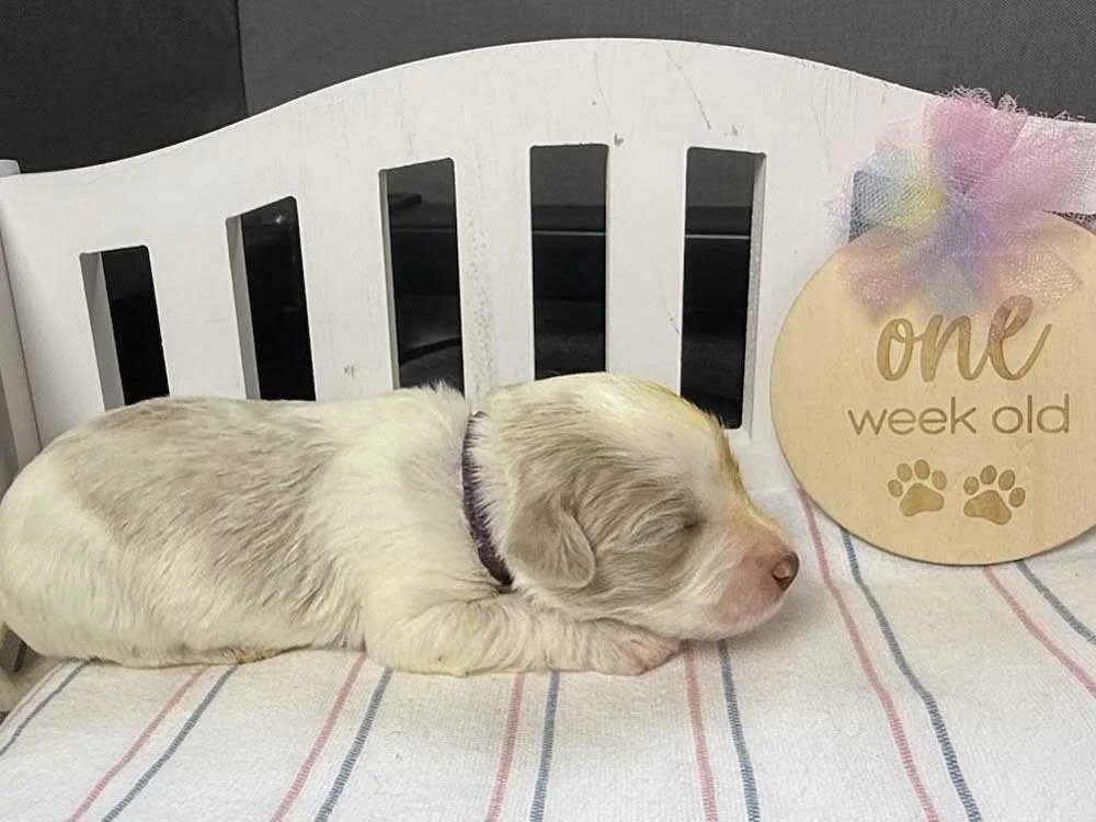 Celeste "Cece" (caramel and white parti girl)