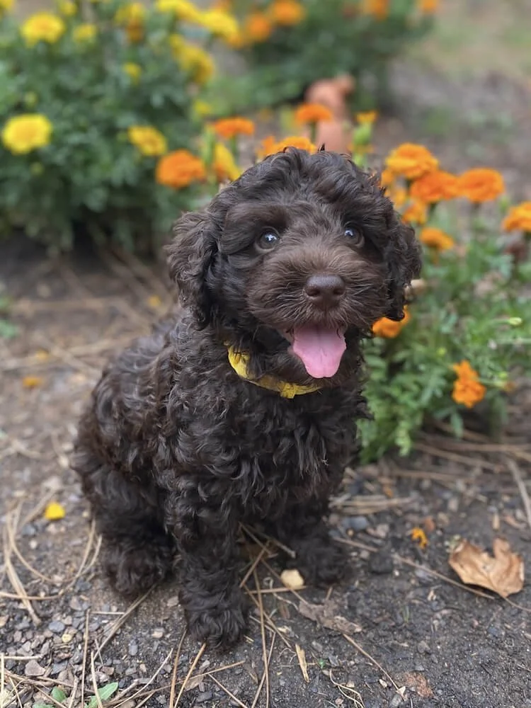 Available Micro Mini Australian Labradoodles