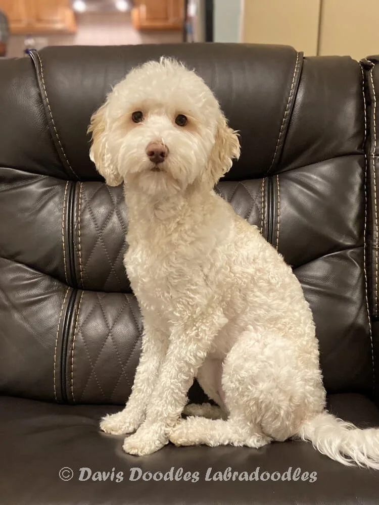 Australian Labradoodles Female Breeders