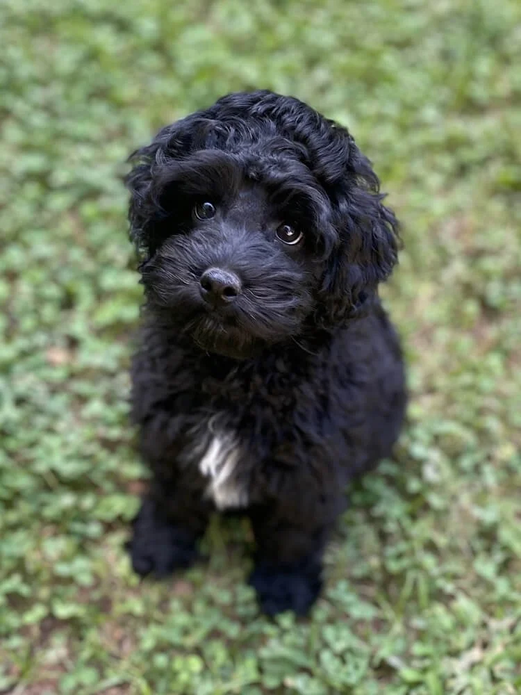 Available miniature ALD puppies