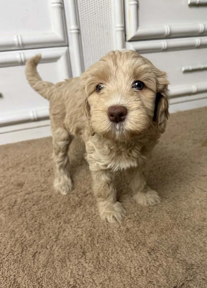 Azure "ZuZu" (caramel girl - sky collar)