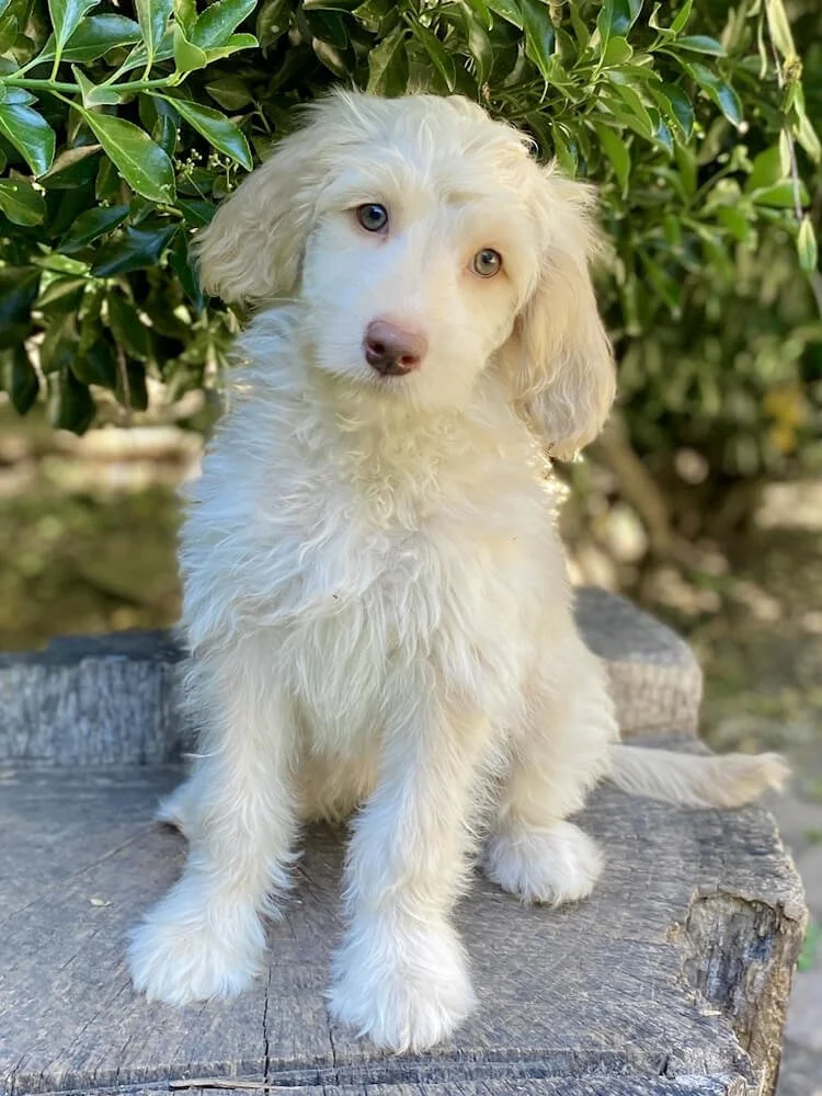Aquamarine "Marnie" (caramel girl - lime collar) - AVAILABLE
