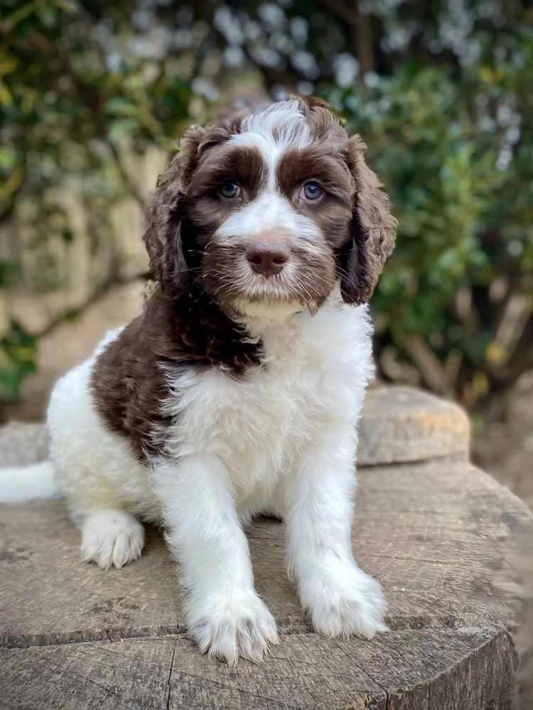 Blue Boy - AVAILABLE