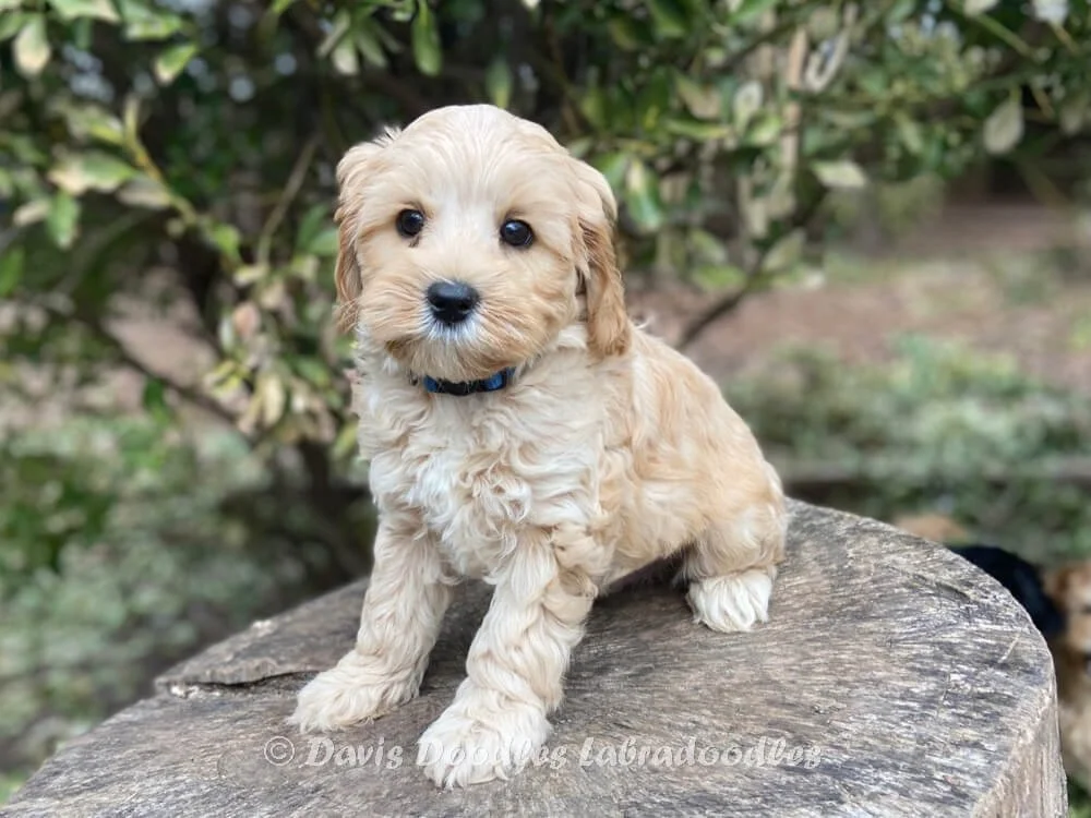 Blue Rondo Labradoodle Labradoodle Breeding Dogs | Georgia | Gypsy