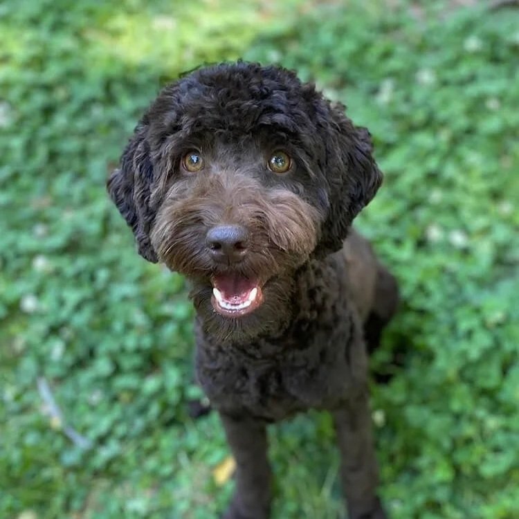 Australian Labradoodle Puppies