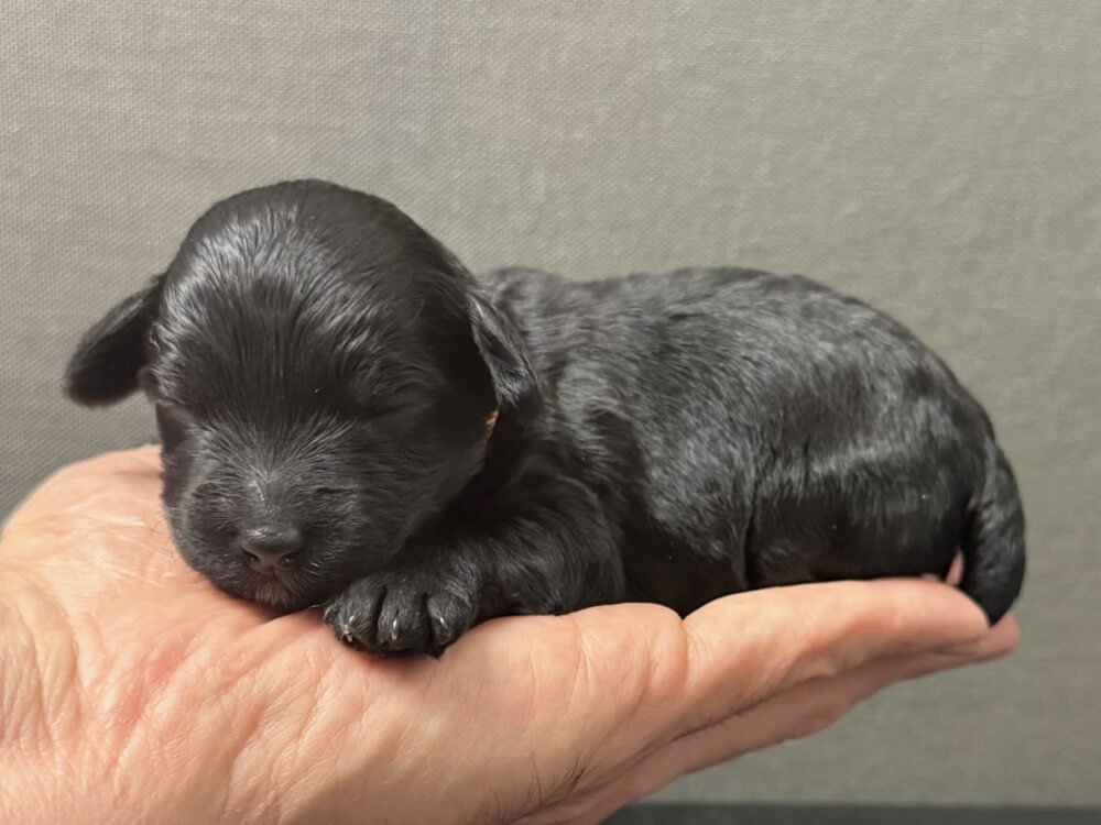 Toblerone "Toby" Orange Boy (black coat)