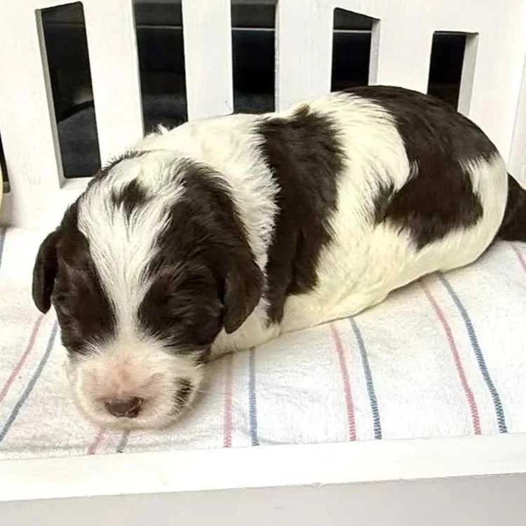 Australian Labradoodle Puppies