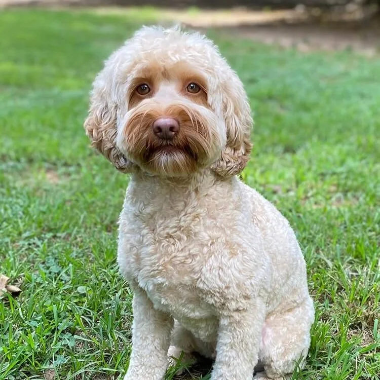 Puppies from Poppy are due in May