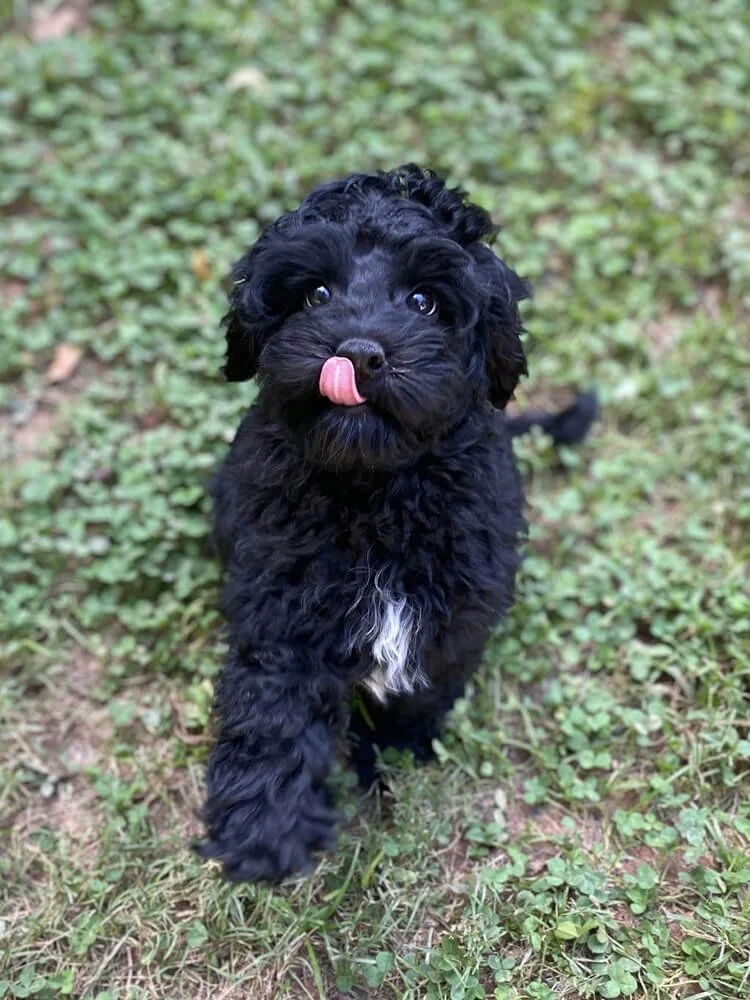 "Hershey" Red Boy (black coat) - AVAILABLE