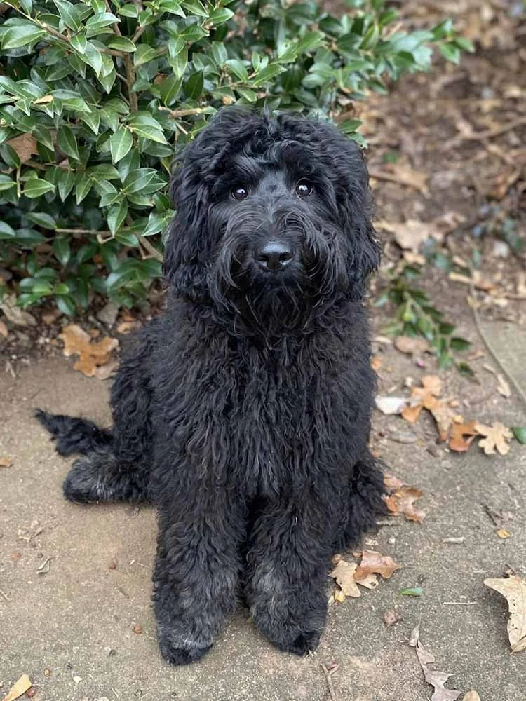 Australian Labradoodle Puppies