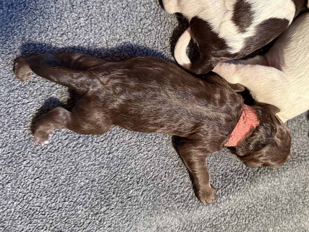 Pink Girl (chocolate)