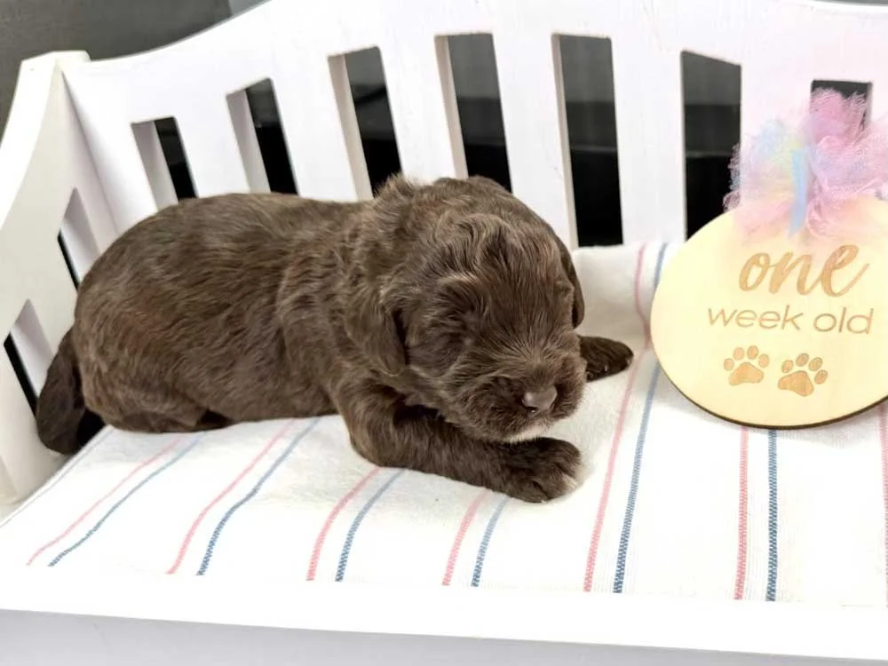 Cobalt "Coby" (chocolate boy)