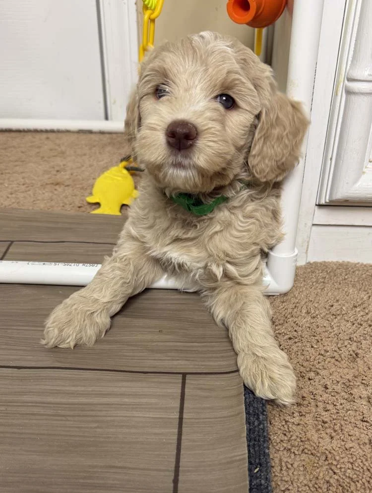 Cerulean "Leann" (caramel girl - green collar)