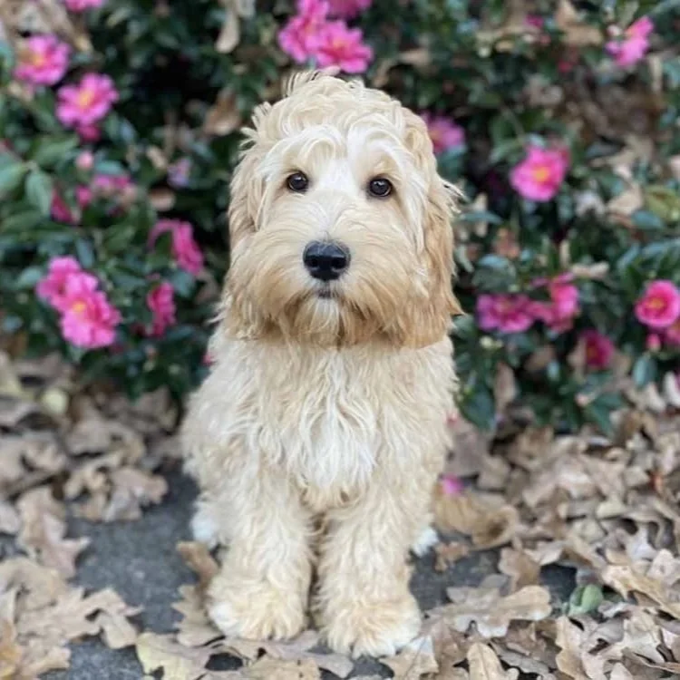 Australian Labradoodle Puppies