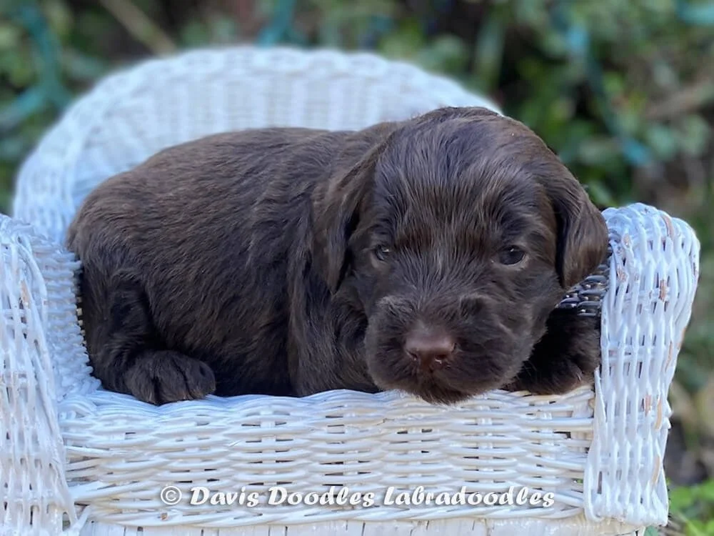 Pink Girl Hot Cocoa "Coco"