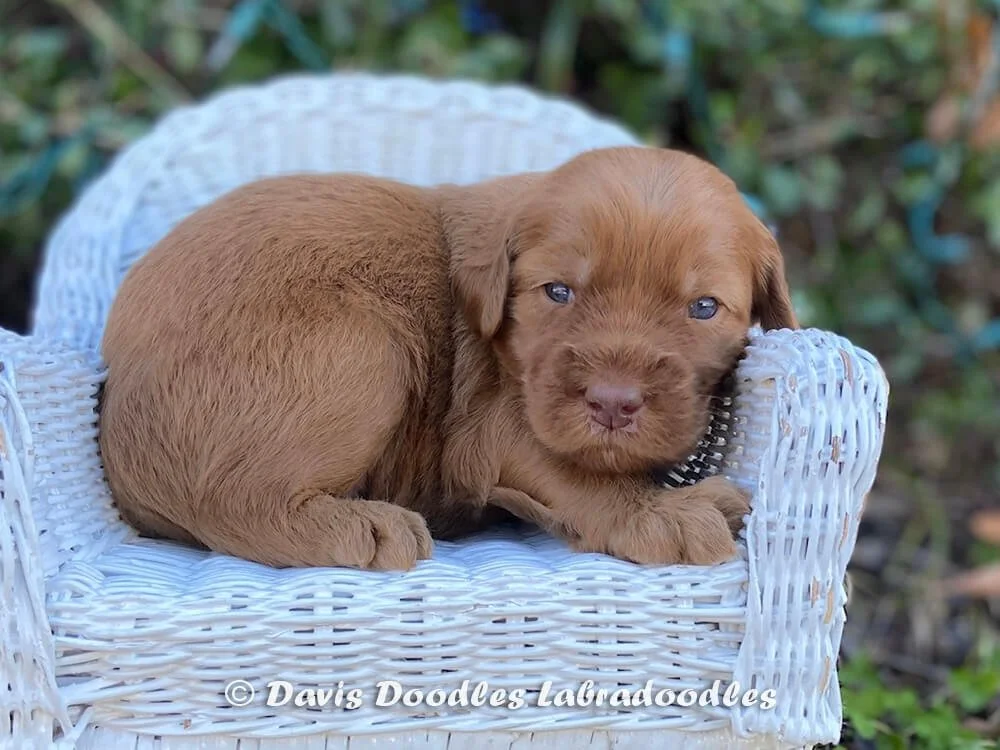 Gold Boy Butterscotch "Scotch"