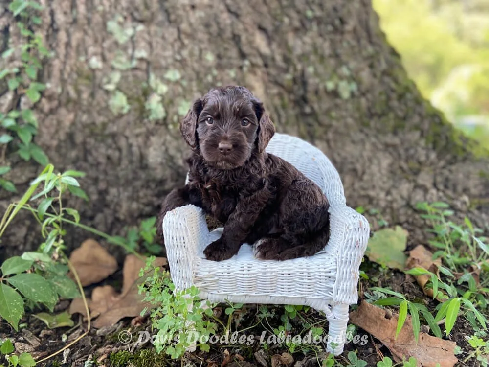 Lime Boy (chocolate)