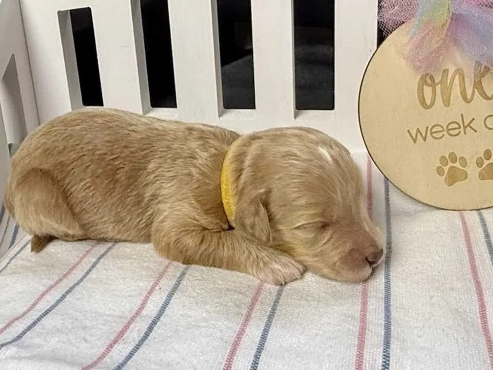 Cornflower "Flower" (caramel girl)