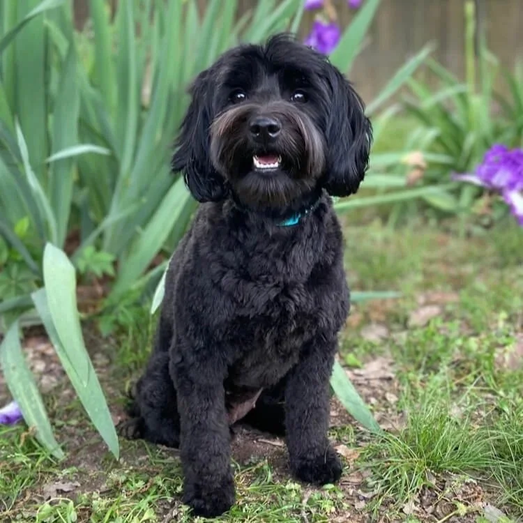 Gypsy, a miniature Australian Labradoodle