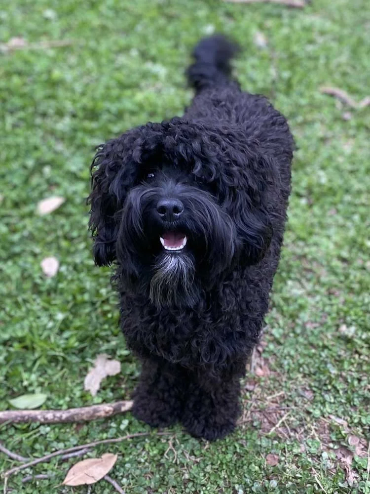 Starburst, an available Guardian puppy