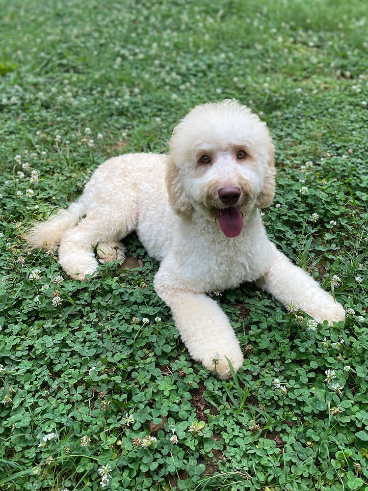 Sallie (Purple Girl) - AVAILABLE