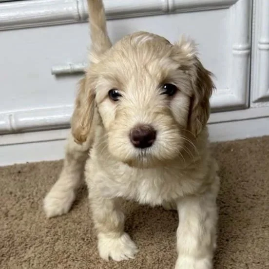 Australian Labradoodle Puppies
